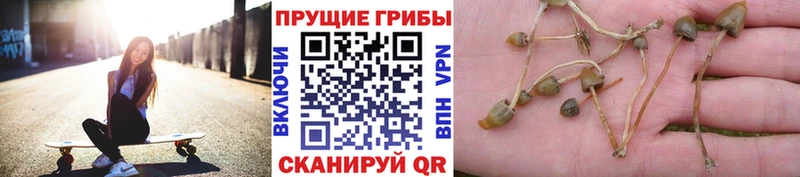 Псилоцибиновые грибы Cubensis  Купить закладки  Ливны 